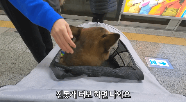 댕카 타고 지하철 타는 댕댕이.gif | 인스티즈