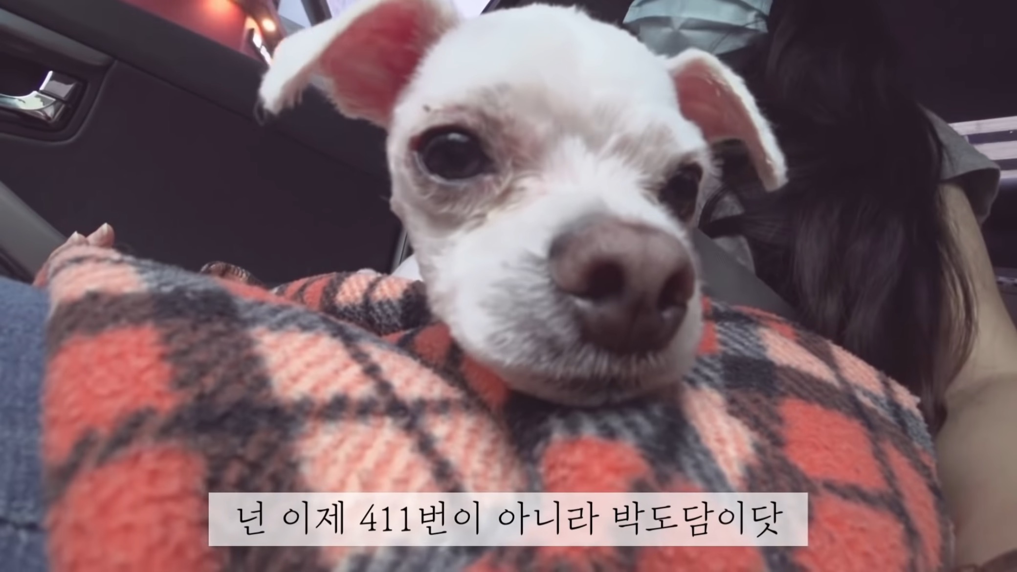 "공고번호 411번" 강아지가 입양되기 전 후 모습.jpgif | 인스티즈