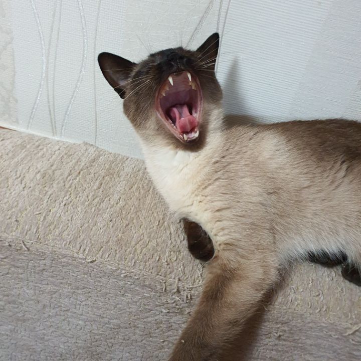 고양이 집사들이 한번쯤 꼭 찍고싶어 하는 사진 | 인스티즈