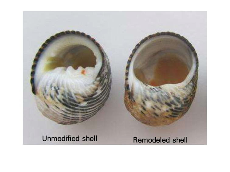 소라게의 새 집 구하기 | 인스티즈
