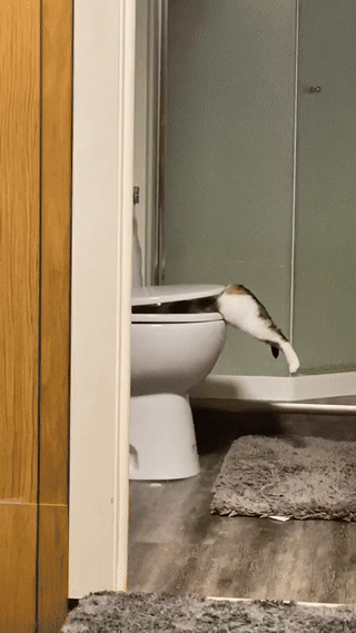 목이 많이 마른 고양이 | 인스티즈