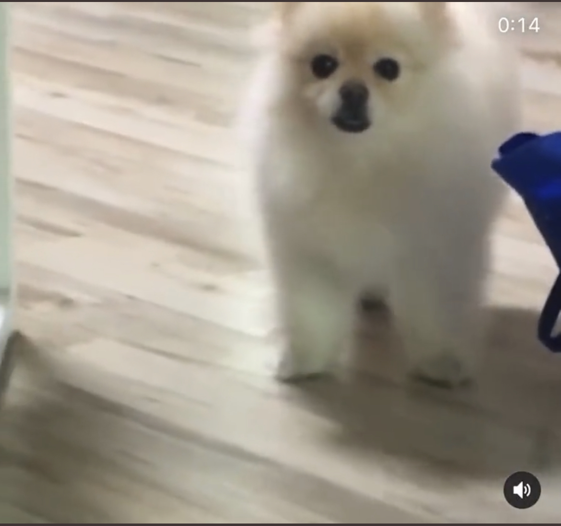 밥을 같이 먹고 싶었던 강아지.dog | 인스티즈