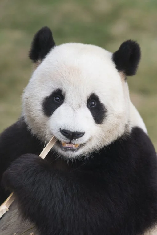 판다월드 반장선거에 나간 루이바오 🐼 | 인스티즈