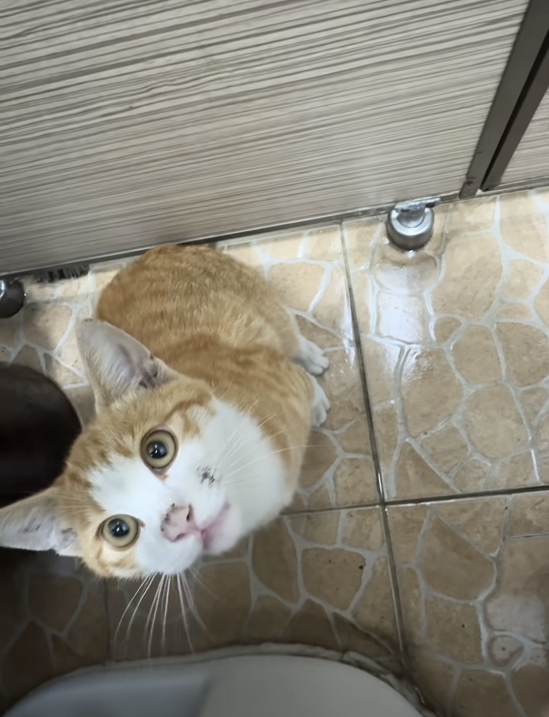 똥싸고 있는데 고양이 들어옴 | 인스티즈