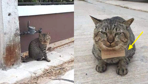 가출 3일 만에 빚 생긴 채 돌아온 고양이..”가게서 생선 먹었다옹” | 인스티즈