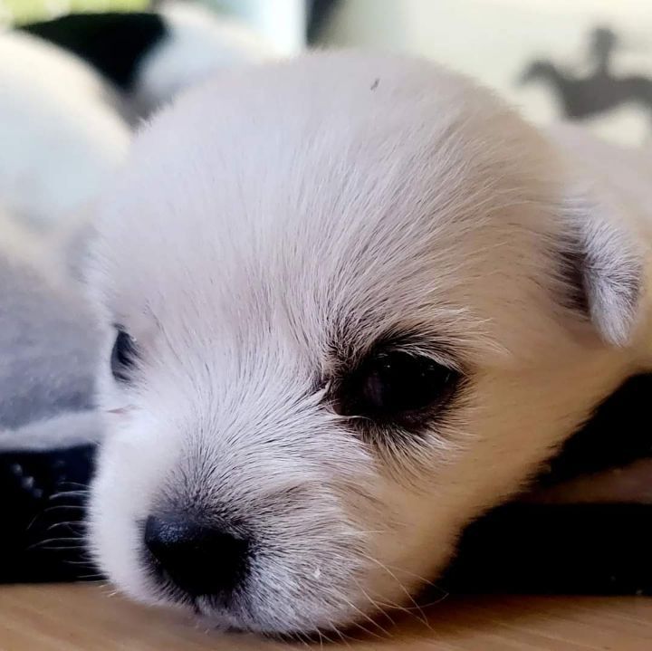 윤택 개그맨이 입양한 강아지 | 인스티즈