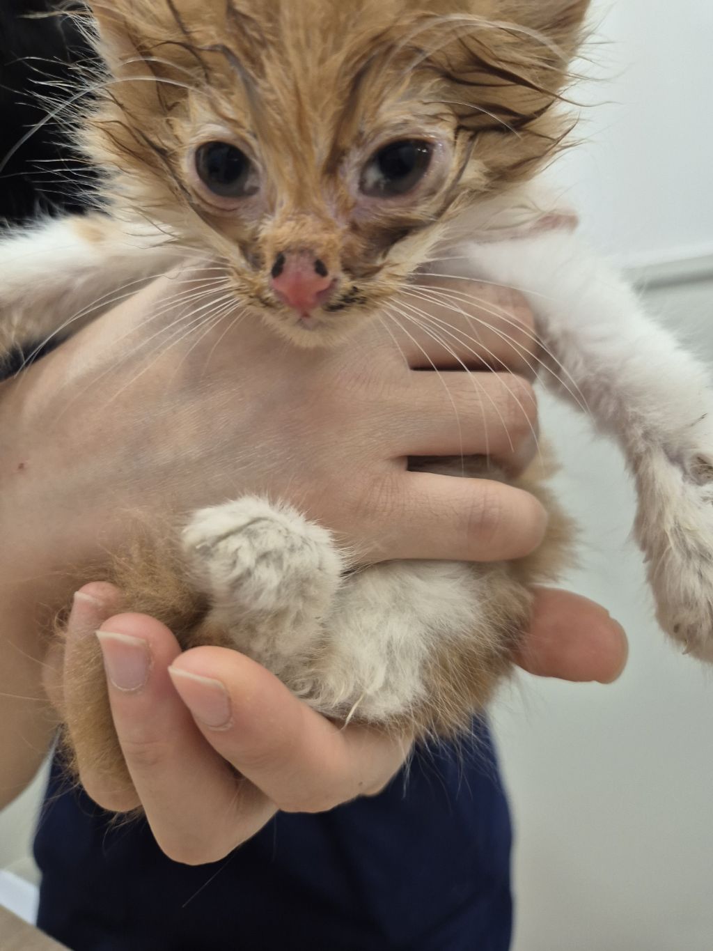 [입양홍보] 눈이 붙고 꼬리가 잘리고 링웜에 기아로 발견됐다 용된 고양이 - 품종느낌 사라졌다고 입양취소됨 | 인스티즈