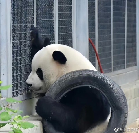 신기하게 국적(?)이 보이는 판다들 | 인스티즈