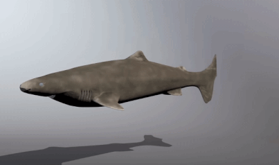 🦈 태어나고 무려 150년 지나서야 첫 짝짓기 하는 동물 | 인스티즈