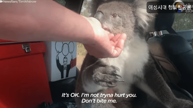 호주에서 더운 여름날에 차문을 열고 있으면 생기는 일.gif | 인스티즈