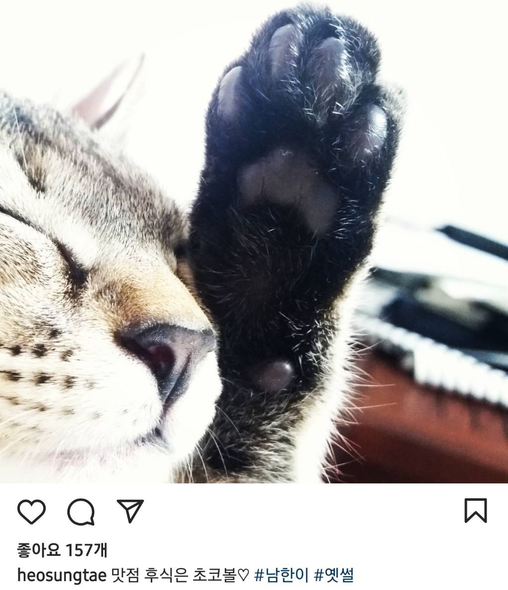 배우 허성태네 고양이들 | 인스티즈