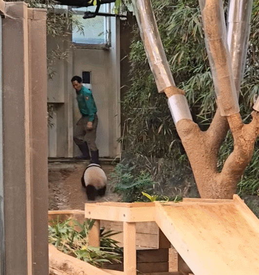 후이바오🐼 킹받게 놀리는 송바오 | 인스티즈