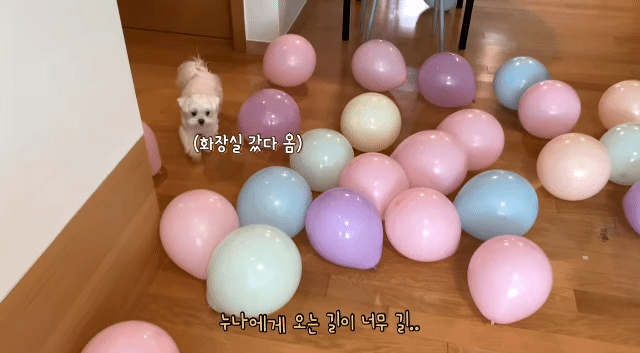 생일이 뭔진 모르겠지만 아무튼 신난 재롱이 | 인스티즈