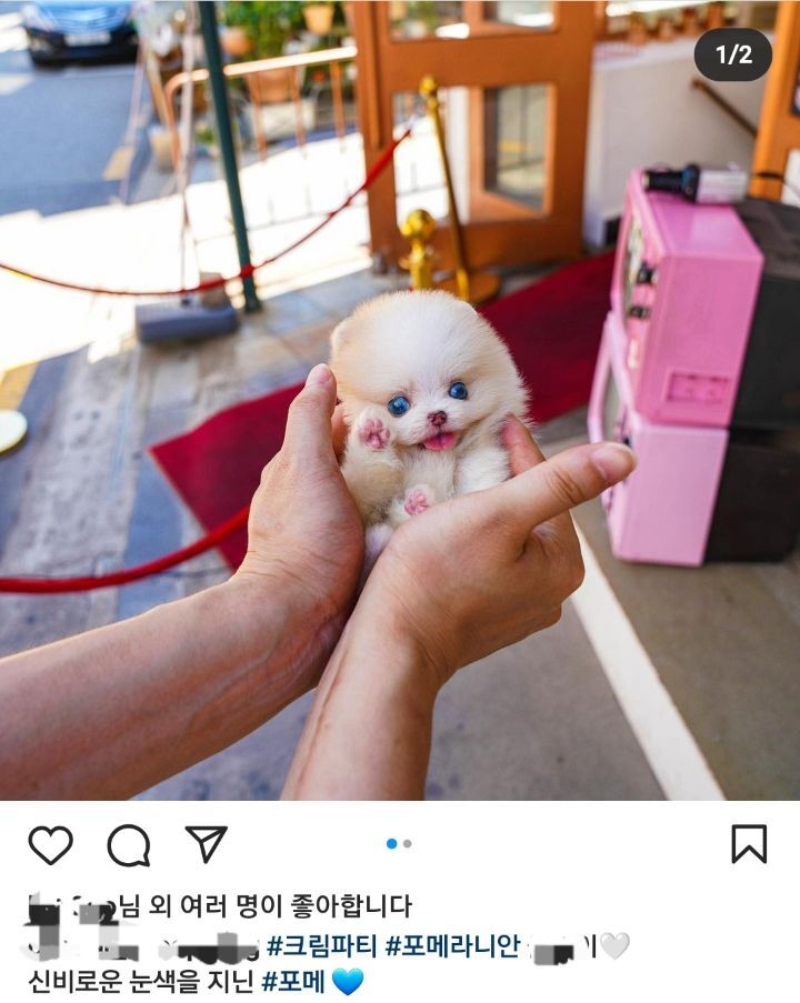 이제 하다하다 강아지 눈색깔까지 따지는 펫샵들 | 인스티즈
