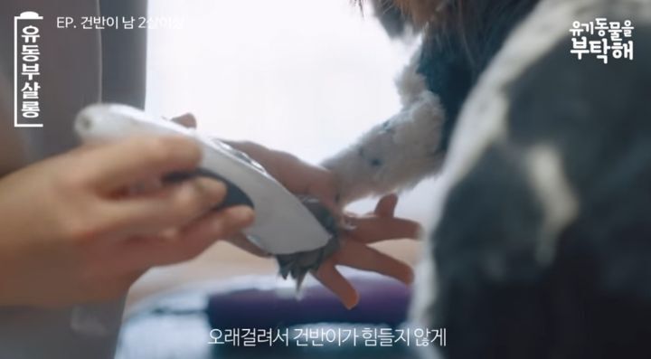 강쥐 건반이의 미용 전/후.jpg | 인스티즈