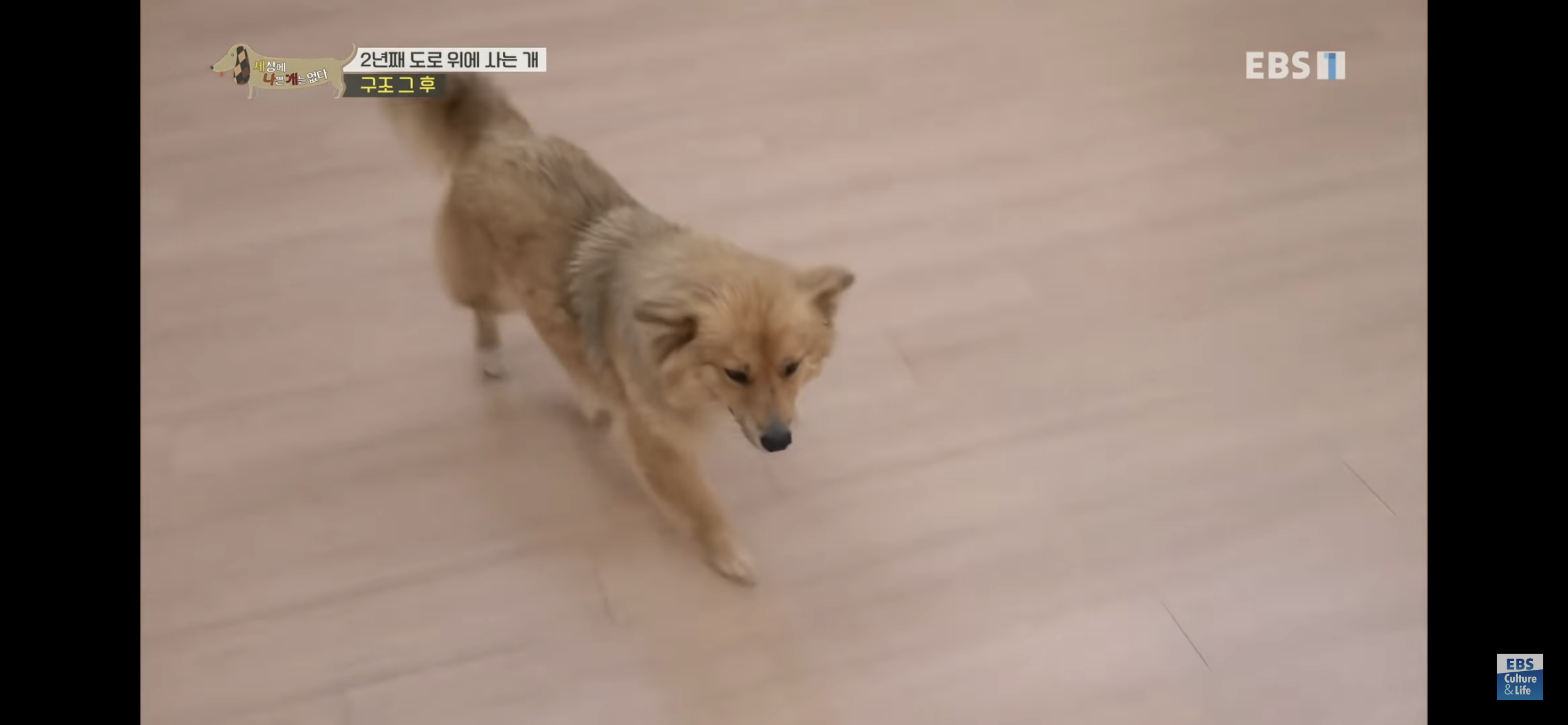 2년동안 도로 위에서 위험하게 생활했던 유기견 마루 | 인스티즈