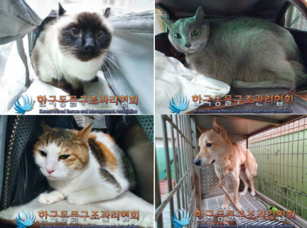 이기영 집서 구출된 반려동물 4마리…입양자 없으면 안락사 | 인스티즈