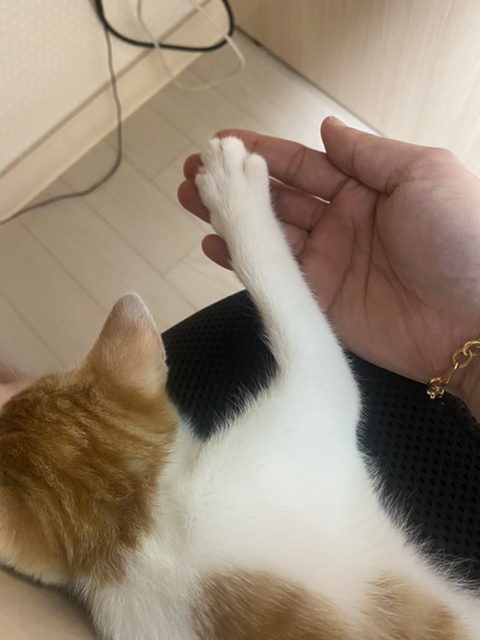 냥줍한지 한달 된 우리 고양이 보고가~!~! | 인스티즈