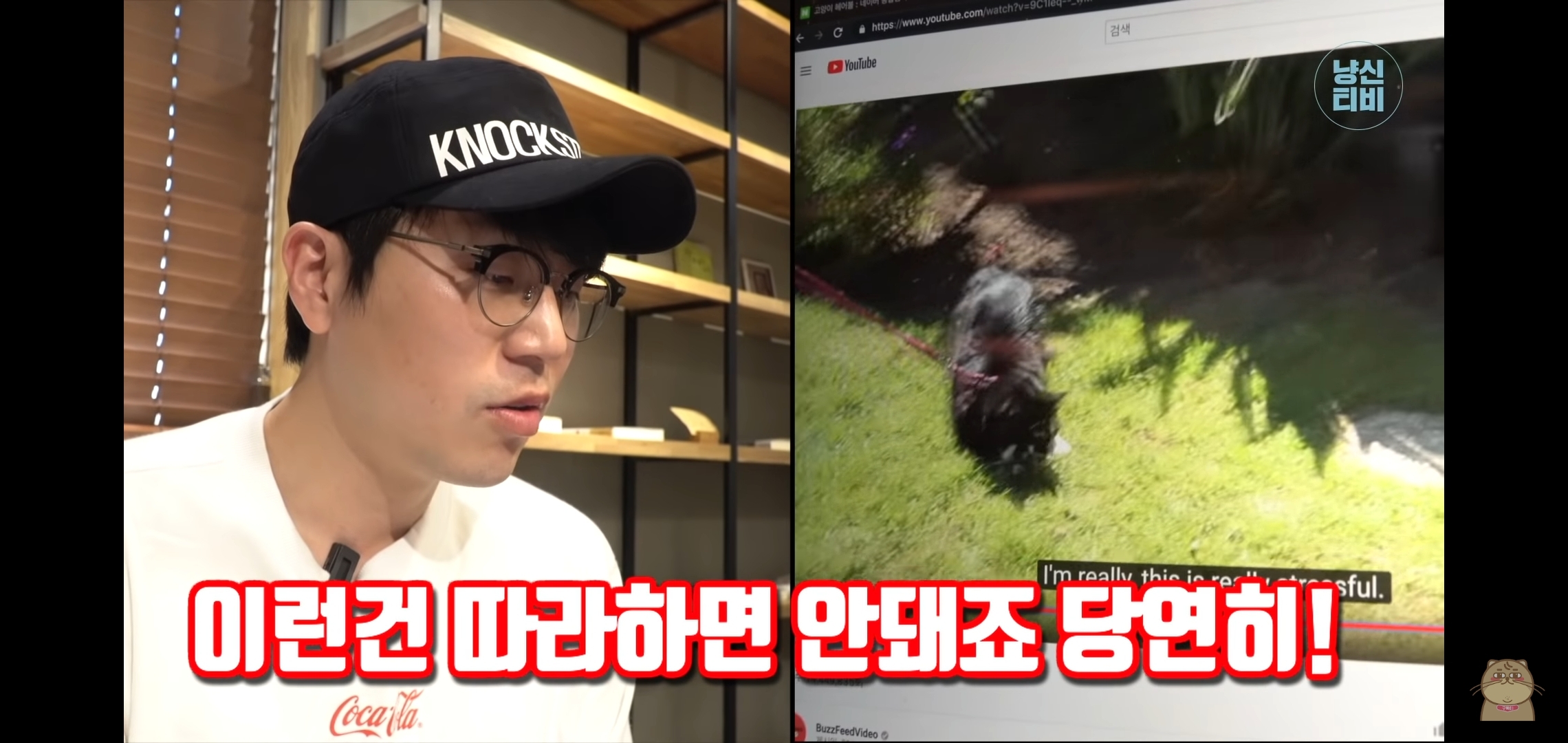 고양이 산책? 하지마!!!!! | 인스티즈