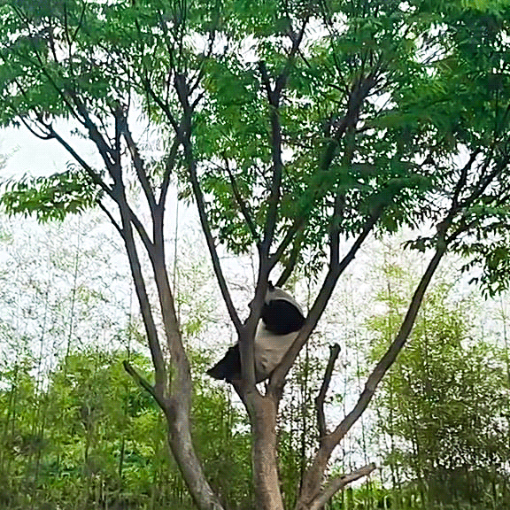 ?? : 진짜 우리나라 판다 애들이 다리 짧아? | 인스티즈