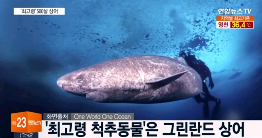 🦈 태어나고 무려 150년 지나서야 첫 짝짓기 하는 동물 | 인스티즈