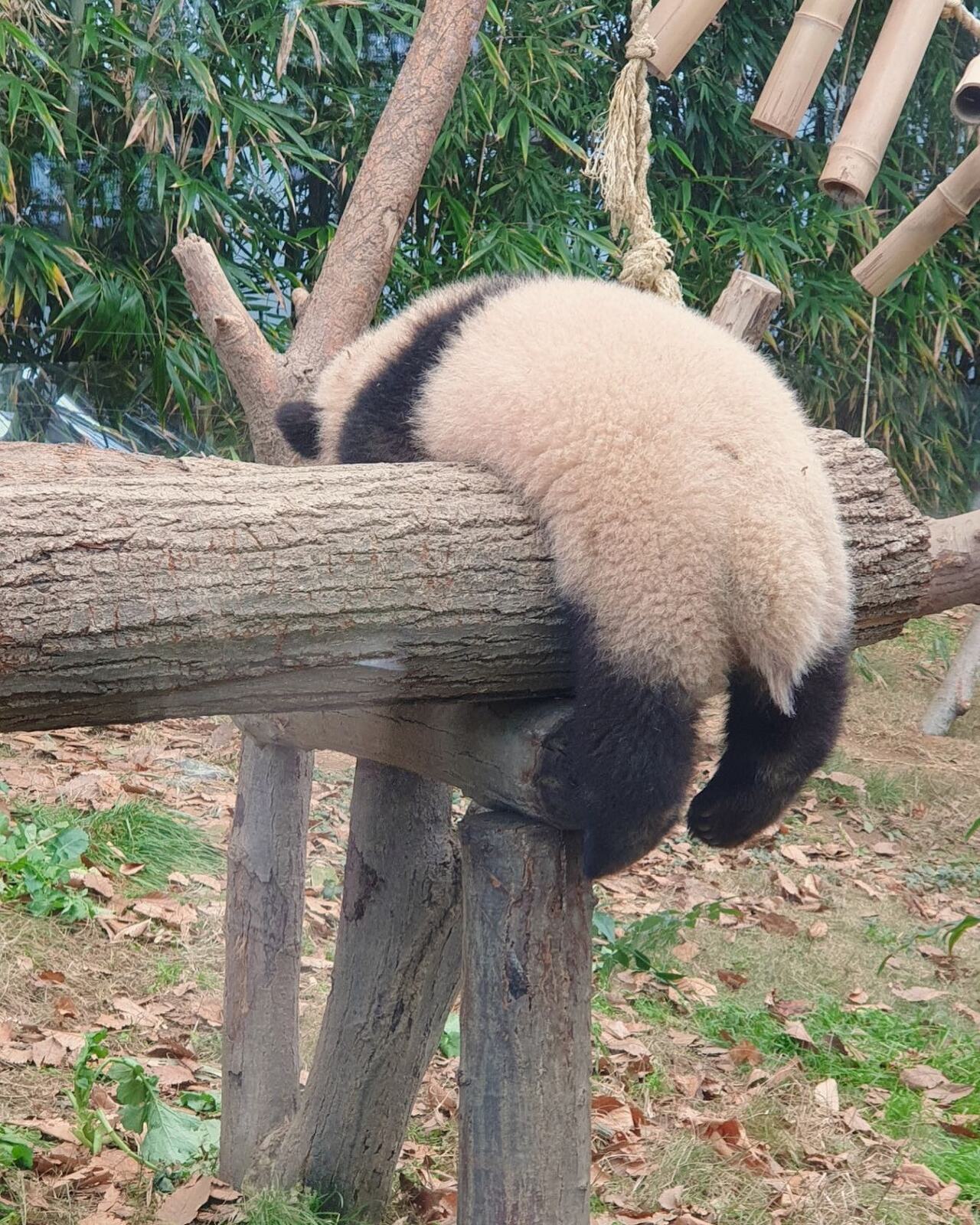 아기 판다🐼들이 평평한 나무를 보면 자주 하는 자세 | 인스티즈