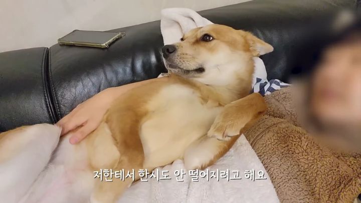 집에 강아지들끼리만 남겨졌을때 | 인스티즈