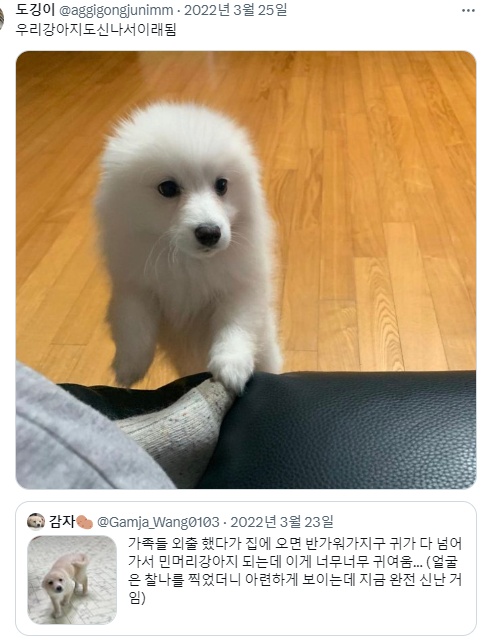 반가우면 민머리 되는 강쥐들 | 인스티즈