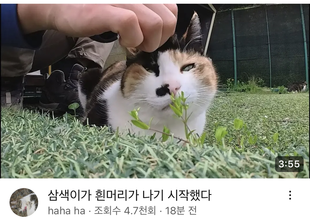 흰머리 생긴 삼색이 | 인스티즈