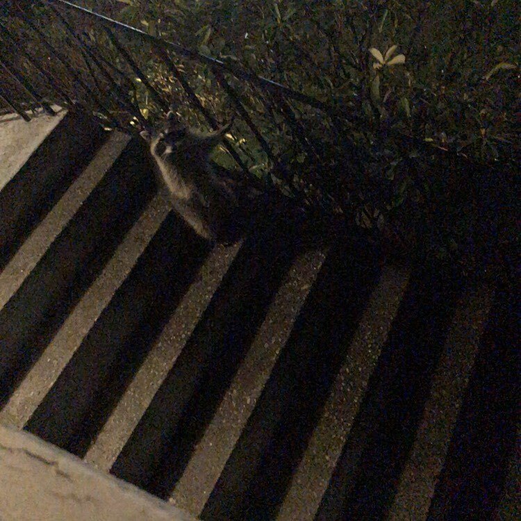 작년에 캐나다 갔을때 라쿤이 마당에서 놀길래 훔쳐보다가 눈마주쳤는데 | 인스티즈