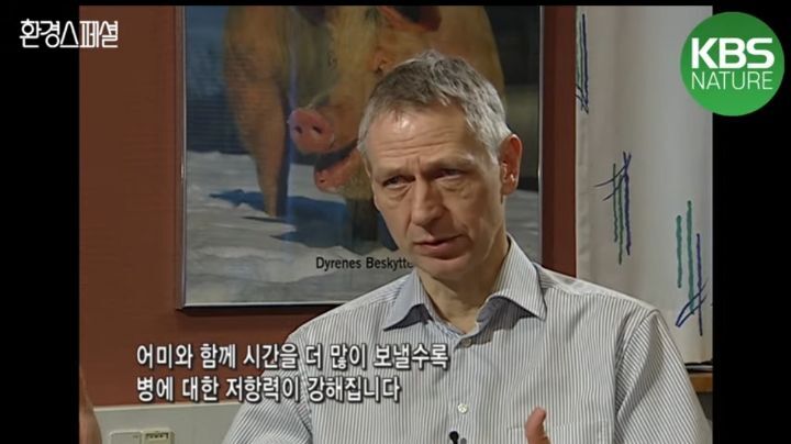 태어나자마자 바쁜 아기 돼지 (혐오주의) | 인스티즈