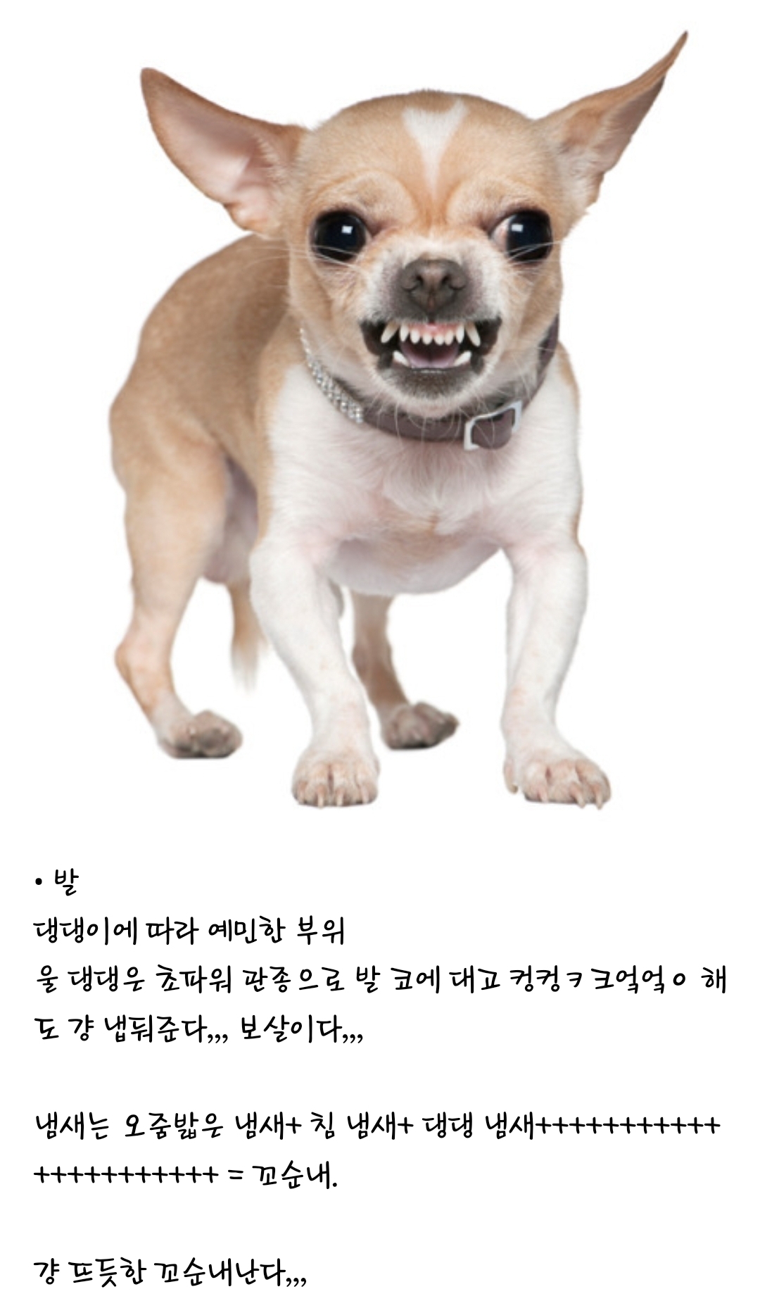 강아지 부위별 냄새 특징(주관적 주의) | 인스티즈