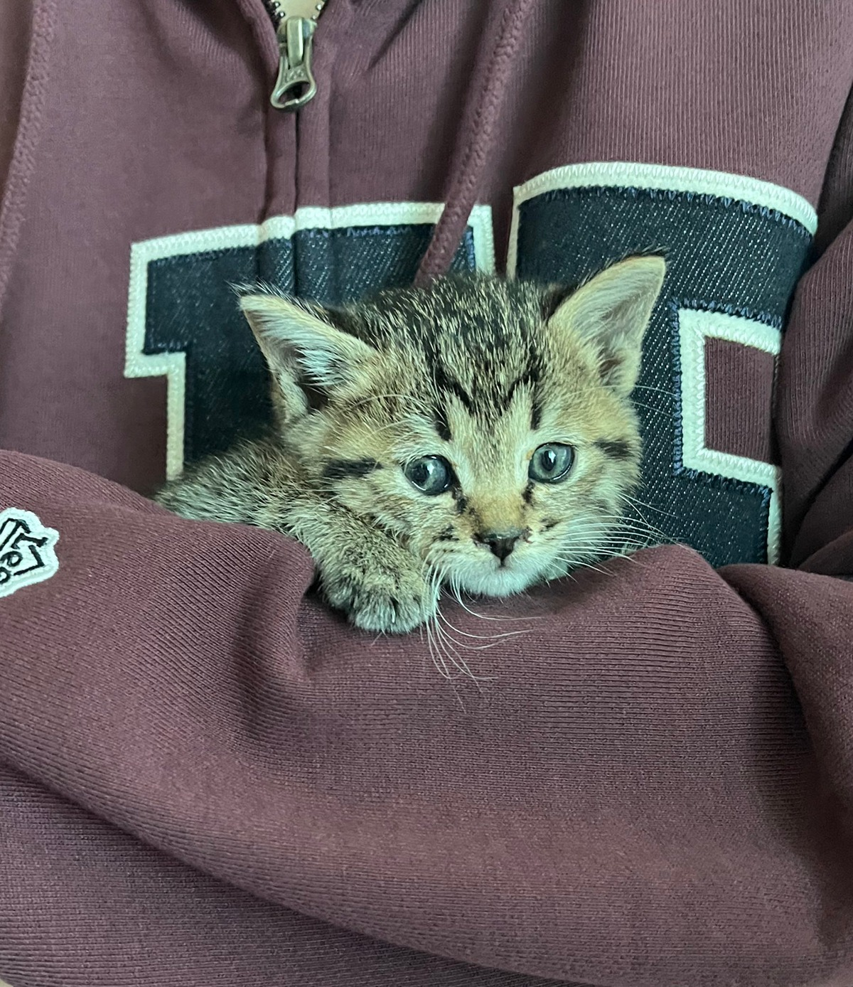 합격기원하러 절에 갔는데 아기 고양이 얻어왔어요 | 인스티즈