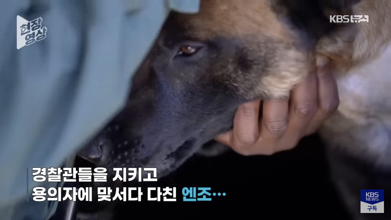 경찰견을 살리기위해 도로를 통제하고 헬기부른 미국 | 인스티즈