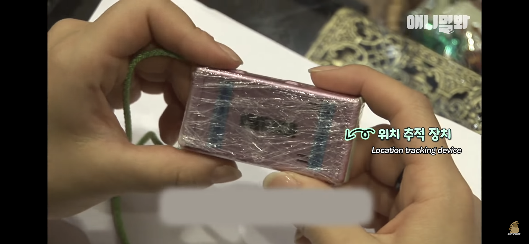 길고양이 목에 쪽지를 달자 생긴 영화같은 일 | 인스티즈