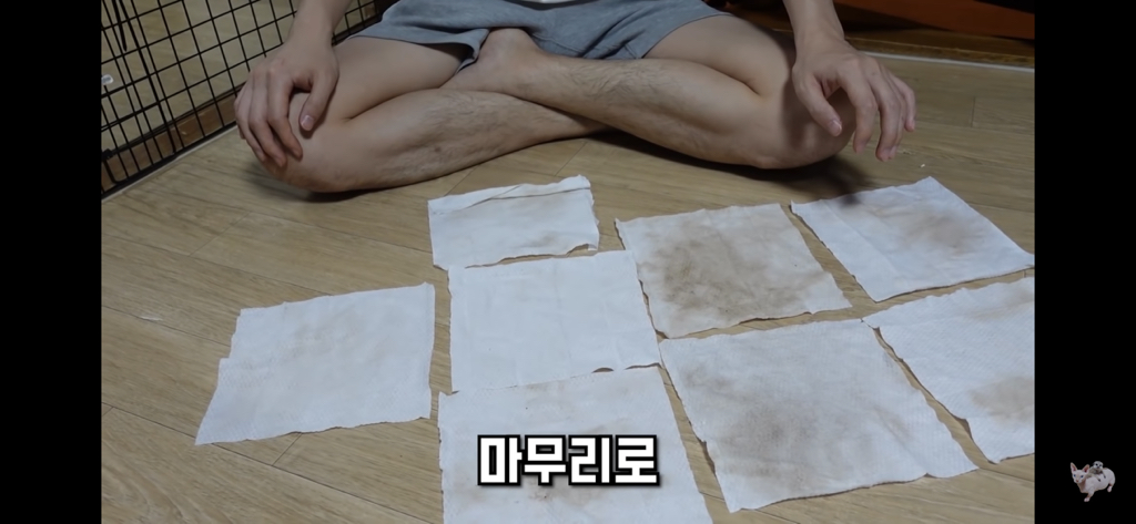 털이 없는 스핑크스는 키우기 편할까? (위생주의) | 인스티즈