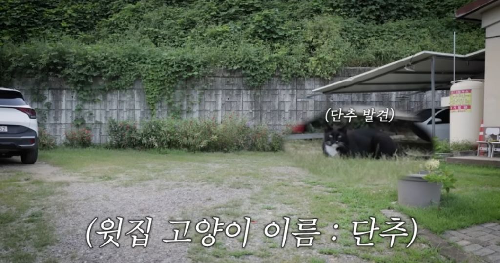 신발 물어 뜯은 고양이 찾아간 이영자 | 인스티즈