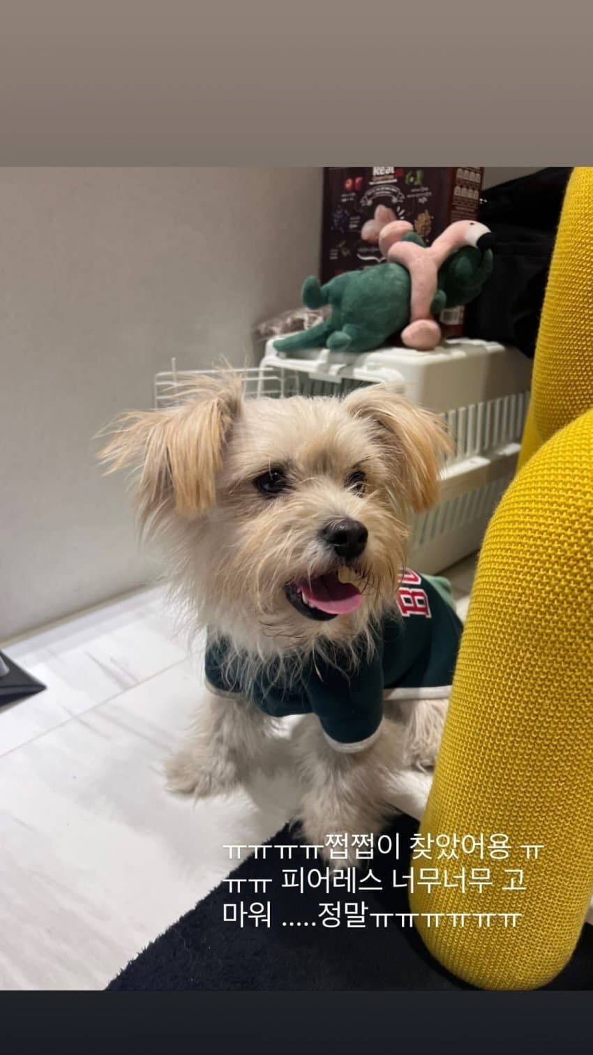 산책 중에 잃어버린 브레이브걸스 민영의 반려견 쩝쩝이를 찾아준 팬들 | 인스티즈