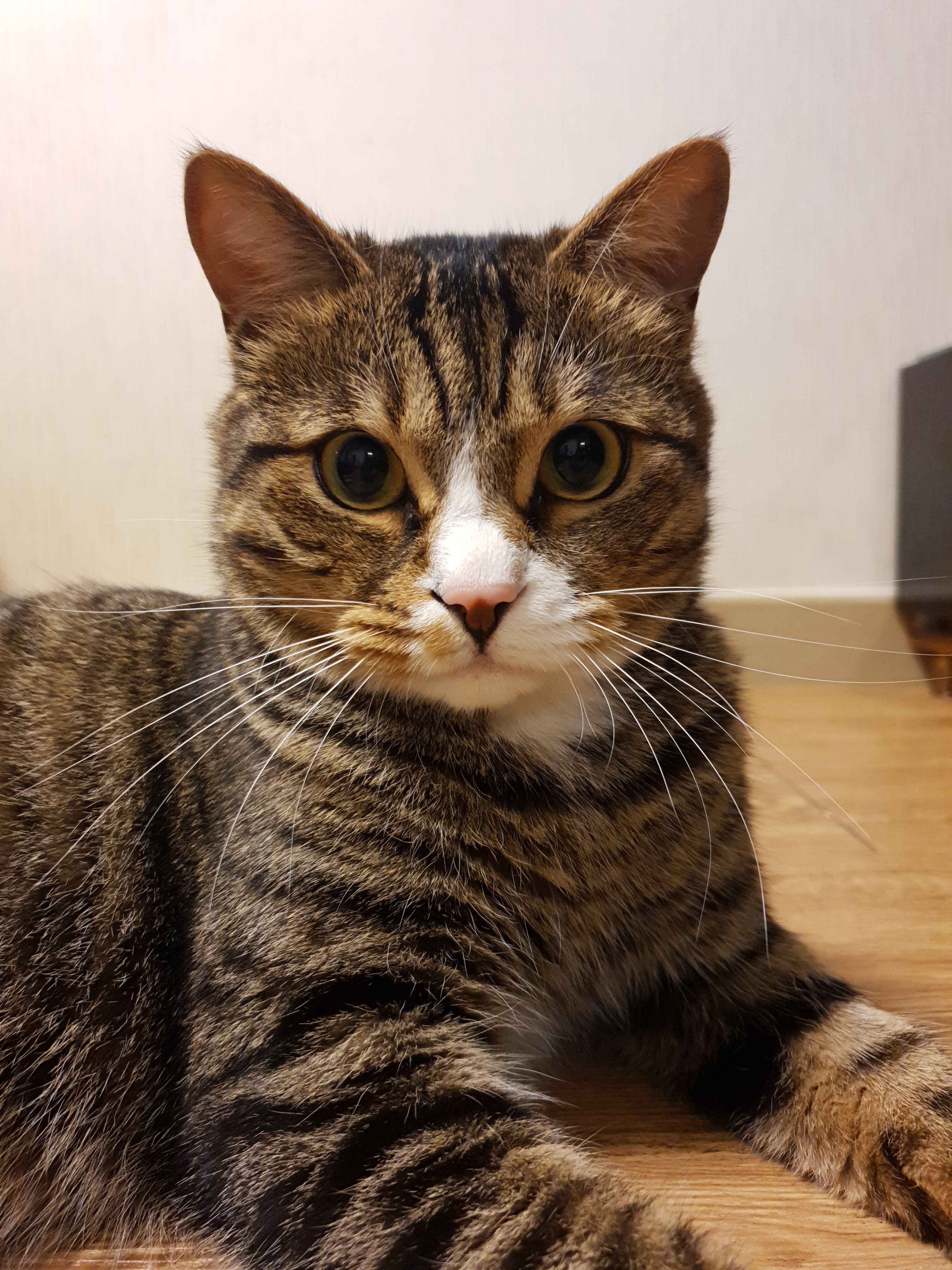 동네 친한 강아지 새끼낳았는데 나 자꾸 따라다녀 (동물농장/ 사진많음) +사진추가 | 인스티즈