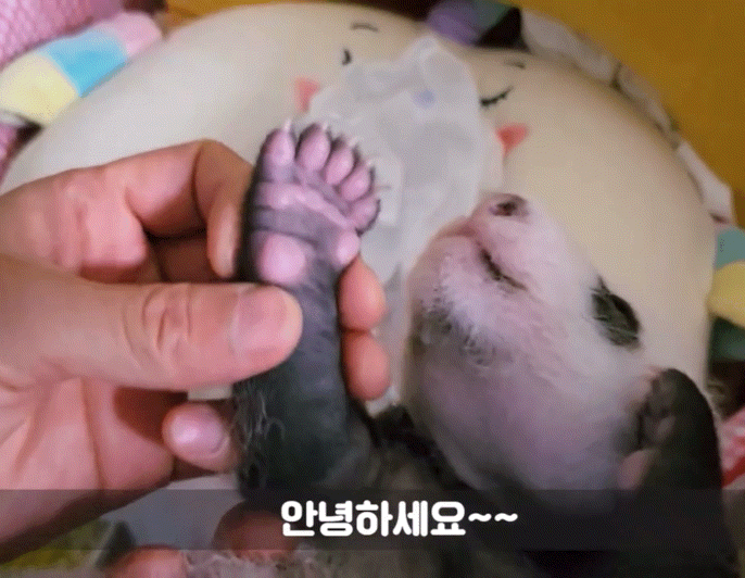 돼지만판다 이미지