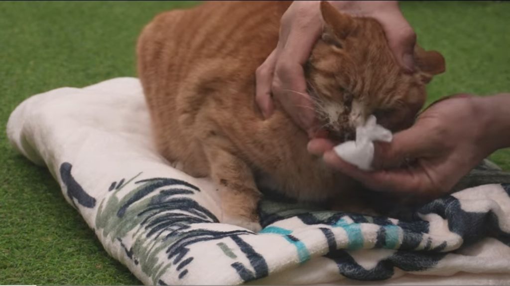 얼어 죽어가는 길냥이 구조한 캠퍼 | 인스티즈