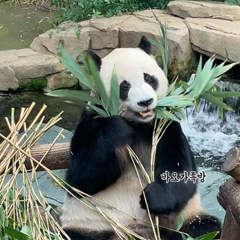 러심후난 (러바오 심은 데 후이바오 난다)🐼 | 인스티즈
