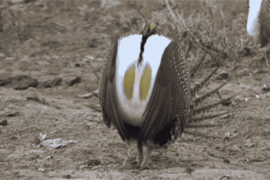 아마 본 적이 없을 특이한 조류 30종 | 인스티즈