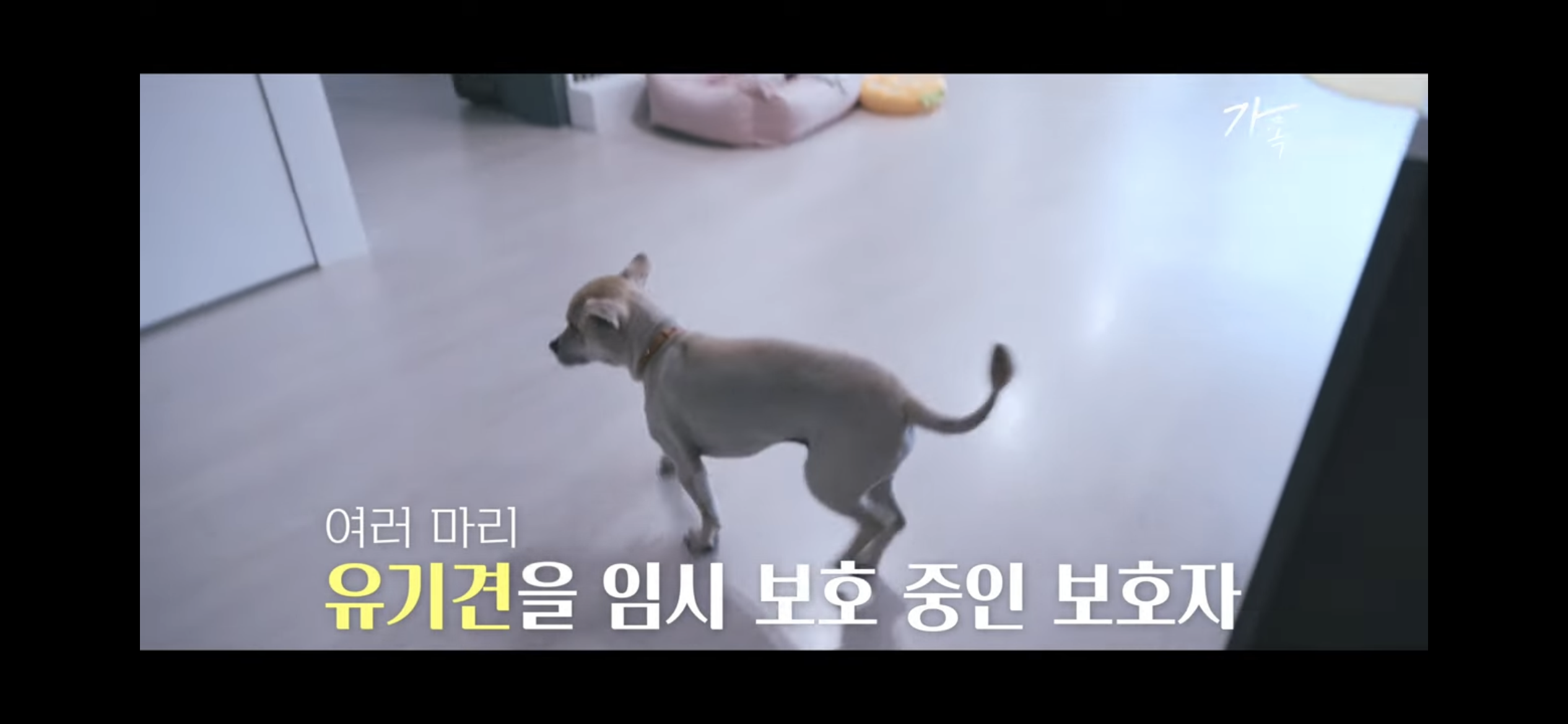 sns스타 택배견 경태를 기억해? 경태 경태희 진짜 근황 (눈물,분노 주의) | 인스티즈