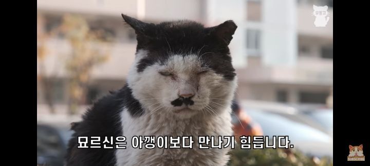 아깽이보다 100배는 만나기 어려운 묘르신들 | 인스티즈
