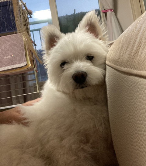 [강아지] 아빠가 보내주는 강아지 사진이 좋은 이유 | 인스티즈