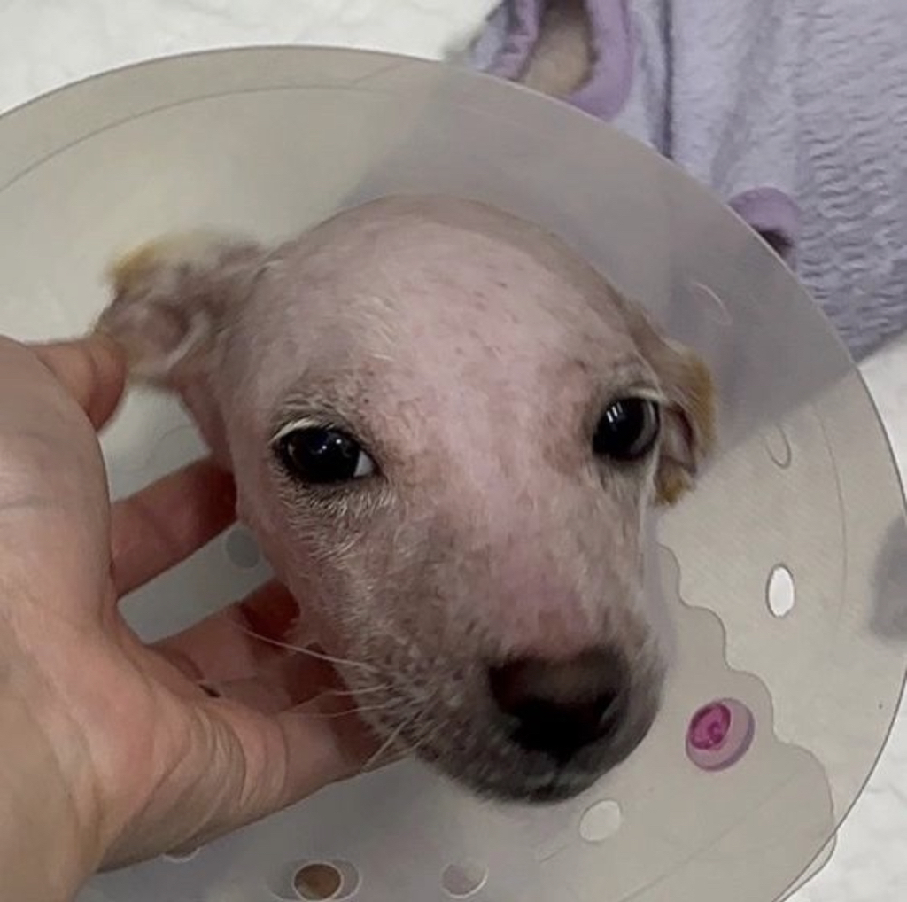 기적에 기적이 이어진 강아지 요미의 이야기 | 인스티즈