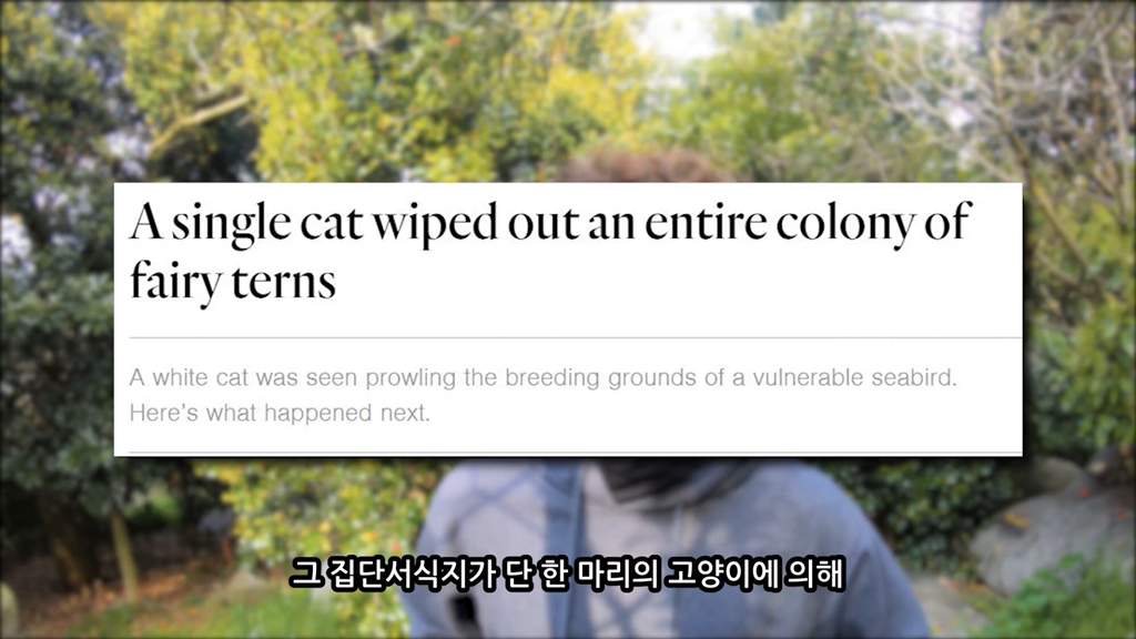 고양이가 자연생태계에 끼치는 심각한 영향(새 사체사진있음) | 인스티즈