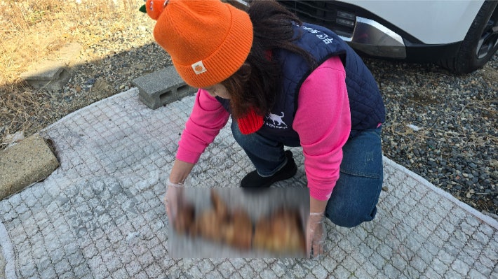 부산서 훼손되고 불에 탄 고양이 사체 발견…경찰 수사 | 인스티즈