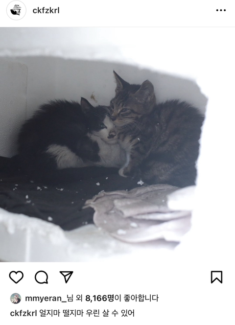 길에서 살아가는 고양이들 모습을 담은 인스타 | 인스티즈